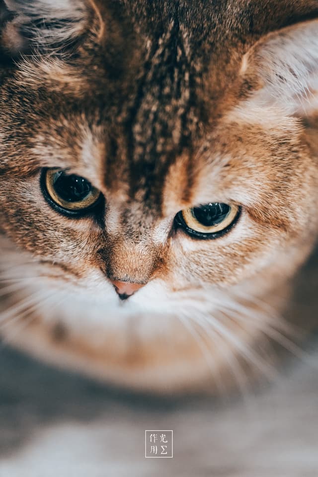 Amber fur ripples in the glow of soft, diffused light, each hair catching hints of ochre and cinnamon. Deep olive eyes, rimmed with charcoal, gaze downward in a moment of serene introspection. Delicate whiskers fan out against a blurred, whisper-soft background, lending the scene an intimate, almost meditative hush. A subtle sheen along the cat’s sleek forehead and rounded cheeks underscores the gentle warmth and quiet elegance emanating from this tranquil portrait