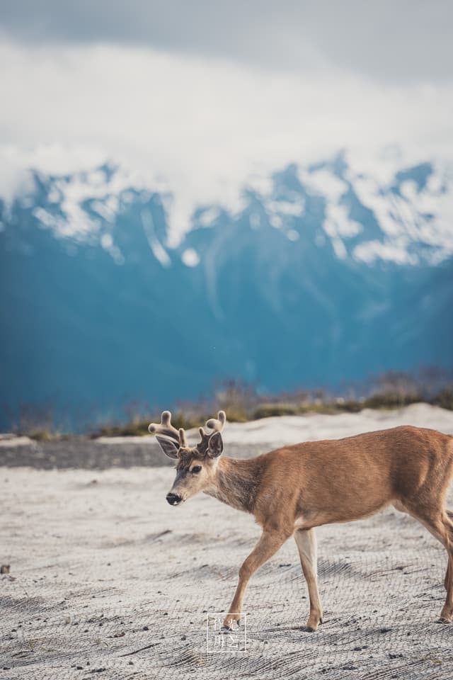 Grazing tentatively across a windswept gravel plain, the young deer’s tawny coat ripples against the chill air. Frosty mountain peaks loom in the distance, their jagged ridges softened by drifting clouds. A muted color palette—smoky grays, icy blues, and the deer’s warm russet—creates a hushed, almost otherworldly stillness. Every breath of wind stirs the scene with quiet tension, as if nature itself is holding its breath