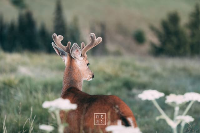 Velvet antlers arch into a misty twilight as a lone buck holds its head high above dew-laden grasses. Pale wildflowers bob at the edge of a soft-focus meadow, their fragile petals catching the last glow of evening light. In the hush between distant pines, the scene feels both intimate and otherworldly—a quiet meeting of sharp detail and whispering haze