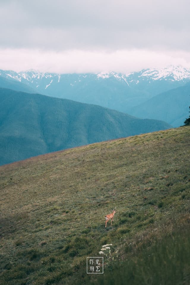 Veiled sunlight spills across the rolling green hillside, illuminating a solitary deer whose tawny form anchors the sweeping vista Low-hugging clouds cling to distant, snow-dusted peaks, blurring the boundary between mountain and mist A gentle hush pervades the scene, lending the vast valley a serene, almost otherworldly stillness
