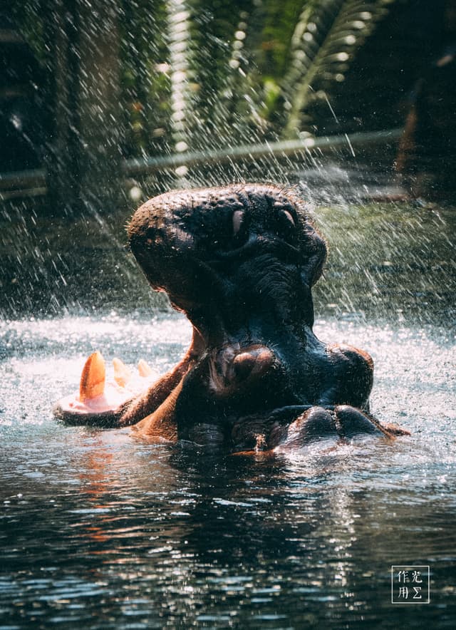 Sunlight glints off churning droplets as a massive hippo tilts its pustular head skyward, jaws yawning in a thunderous roar. Each bead of water splashes like molten silver against its wrinkled hide, accentuating the beast’s immense bulk. A hushed mist hovers above the rippling pool, lending the scene an almost otherworldly hush. In that suspended moment—half menace, half majestic—the creature commands the watery stage with raw, primeval power