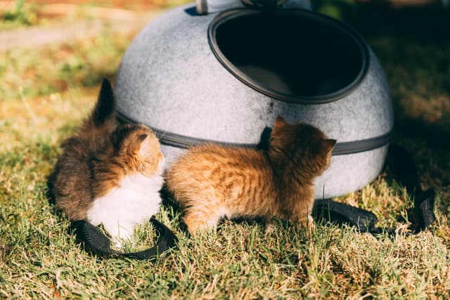 Sunlight dapples the lawn as two fluffy ginger-and-white kits skid across blades of grass toward a sleek, igloo-shaped cat pod. Their tiny paws crunch the dew-kissed turf, whiskers quivering in anticipation of the dark, round entrance. The smooth, pale shell of the hideaway contrasts sharply with the kittens’ downy fur, while soft shadows pool beneath its rim. An air of playful curiosity hangs in the warm afternoon light