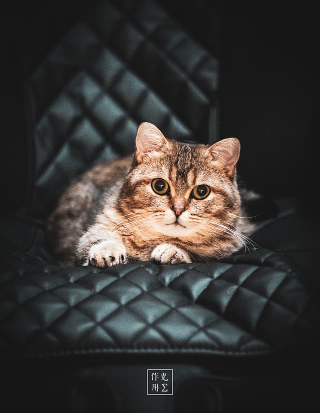 Bathed in soft, directional light, the tabby’s emerald eyes gleam with quiet intensity as it perches on a deep-quilted leather chair Every whisker and stripe in its golden-brown coat pops against the sleek, onyx upholstery, while gentle shadows carve out the chair’s diamond-tufted pattern The scene feels both intimate and cinematic—an elegant still life where texture, form, and the cat’s serene gaze converge into a moment of hushed elegance