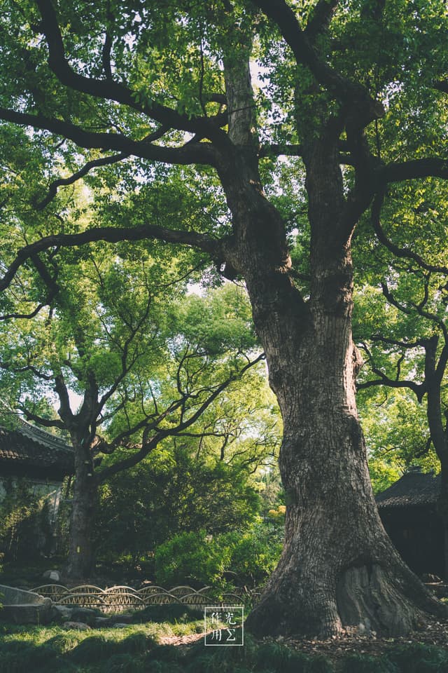 large tree trunk, spreading canopy, dappled sunlight, mossy ground, understory shrubs