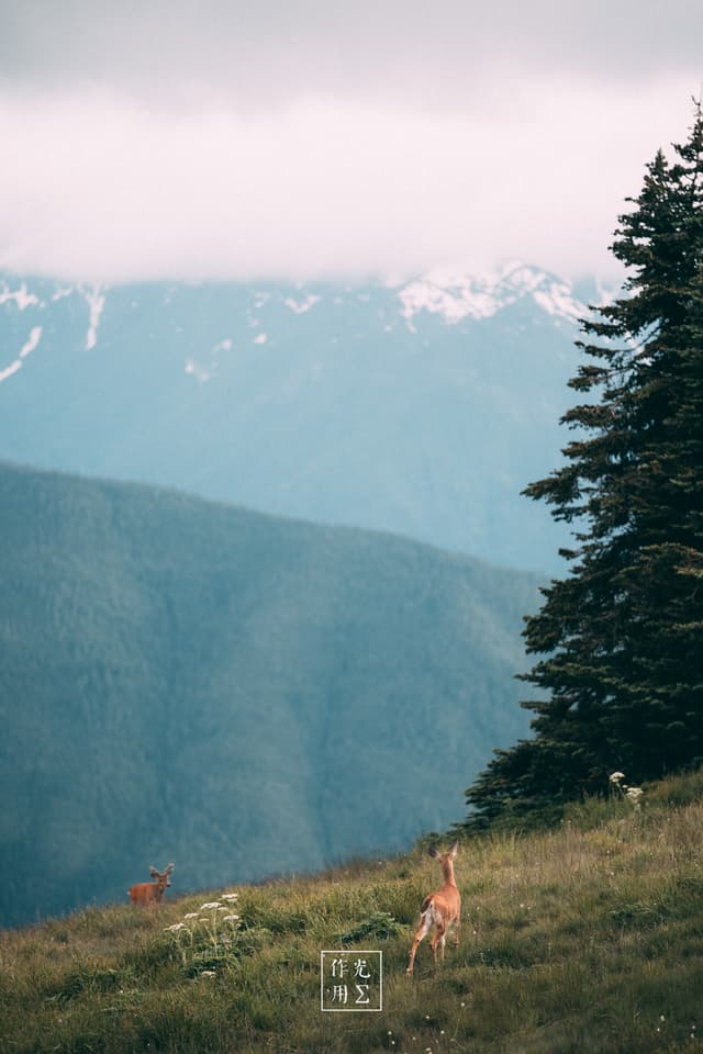 Mist-laden peaks hover just beneath a veil of clouds, their crested ridges fading into soft blues and grays. On a gently sloping meadow dotted with cream-colored wildflowers, two tawny deer stand alert, their sleek bodies outlined against the vast alpine backdrop. A cluster of dark evergreens on the right frames the scene, adding depth and contrast to the open expanse. The air feels crisp and suspended, as if time itself has paused to watch these quiet inhabitants beneath the towering, mist-wrapped summits