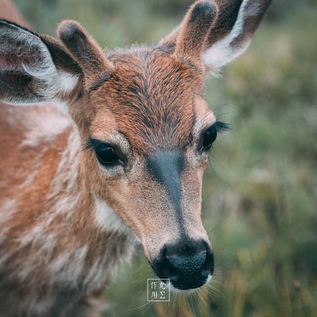 Velvety antlers rise like tender saplings above a tawny muzzle, each tiny hair catching the soft, golden light. Wide, obsidian eyes glisten with curious intelligence, framed by dark markings that echo the dappled pattern on its coat. A shallow focus renders the lush grass behind into a dreamy wash of green and amber, while the gentle tilt of its head summons an intimate, almost whisper-like connection with the viewer. moisture beads on its whiskers and highlights the delicate texture of its fur, amplifying the scene’s quiet, early-morning calm