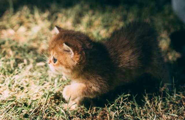 Bathed in golden morning light, a tiny ginger kitten crouches in emerald grass, its fur shimmering amber. Dew-dappled blades cradle delicate paws as whiskers twitch toward an unseen curiosity. Warm sunbeams weave across its striped coat, lending a tranquil serenity to the scene. Bright green eyes mirror playful anticipation, capturing a fleeting moment of frolicsome wonder on a sunlit summer day