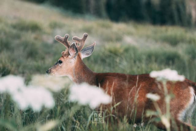 Dappled sunlight flickers across a young buck’s russet coat as it pauses amid swaying grasses and scattered white blooms. Its velvet-tipped antlers carve a delicate silhouette against the misty wetland beyond, while the soft focus wildflowers in the foreground lend a dreamlike veil. Every ripple of grass and the deer’s poised, watchful gaze capture a hush before dawn stirs the meadow
