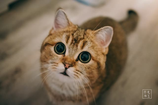 Glimmering under a honeyed beam, the kitten’s plush amber coat ripples around its oversized jade eyes, which stare upward in wide-eyed wonder. A creamy blur of pale floorboards melts into the background, sharpening focus on every quivering whisker and the soft tilt of velveteen ears. The scene breathes a hushed intimacy, capturing a fleeting moment of innocent enchantment