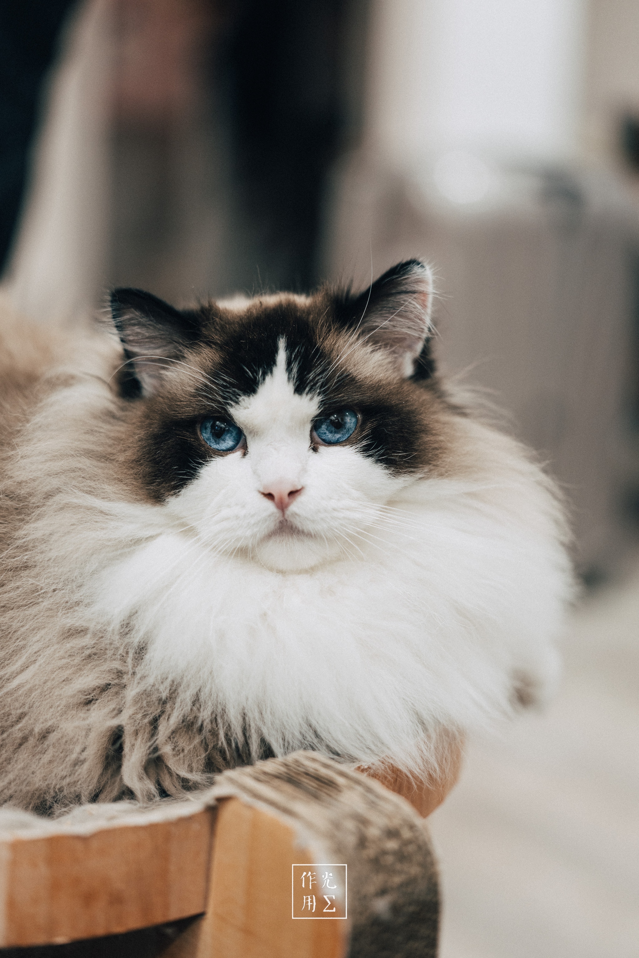 Perched like a miniature lion on its wooden throne, the cat’s opulent mane flares in creamy whites and soft mocha hues Its piercing sapphire eyes lock onto the viewer with aristocratic calm, while whiskers twitch against a velvety muzzle Warm indoor light drapes over the plush fur, turning every strand into a halo of softness A gentle blur in the background cradles the scene in hushed tranquility, amplifying the creature’s serene, almost royal presence