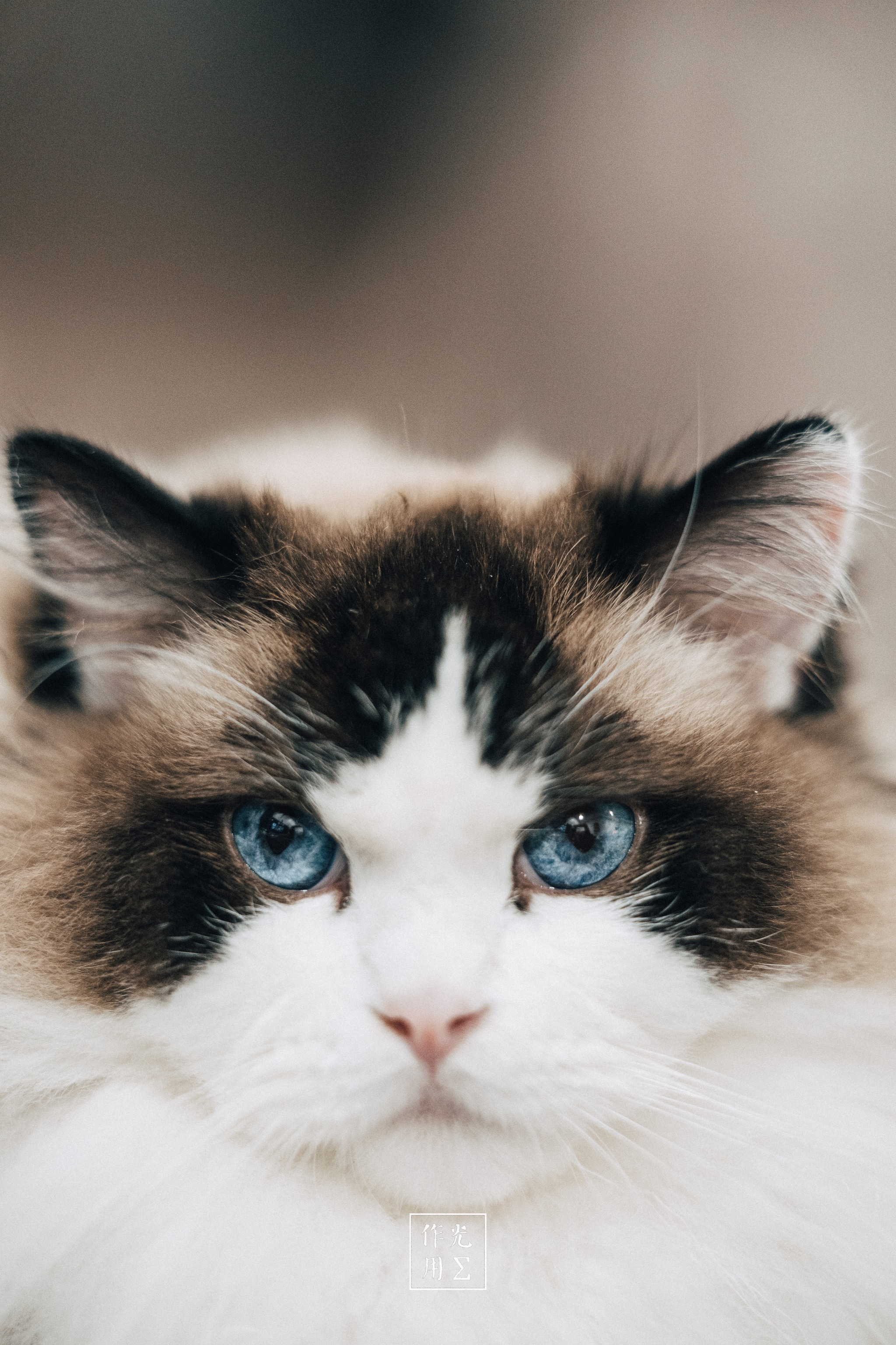 Piercing sapphire eyes framed by velvety sable markings lock onto your gaze, their icy glow intensified by the cat’s snow-white ruff Plush fur ripples around a delicately pink nose, each hair catching soft, diffused light that blurs the background into a gentle haze The perfect symmetry of dark ears and mask contrasts with the luminous, almost dreamy aura of the creature’s coat, lending the scene an air of serene otherworldliness