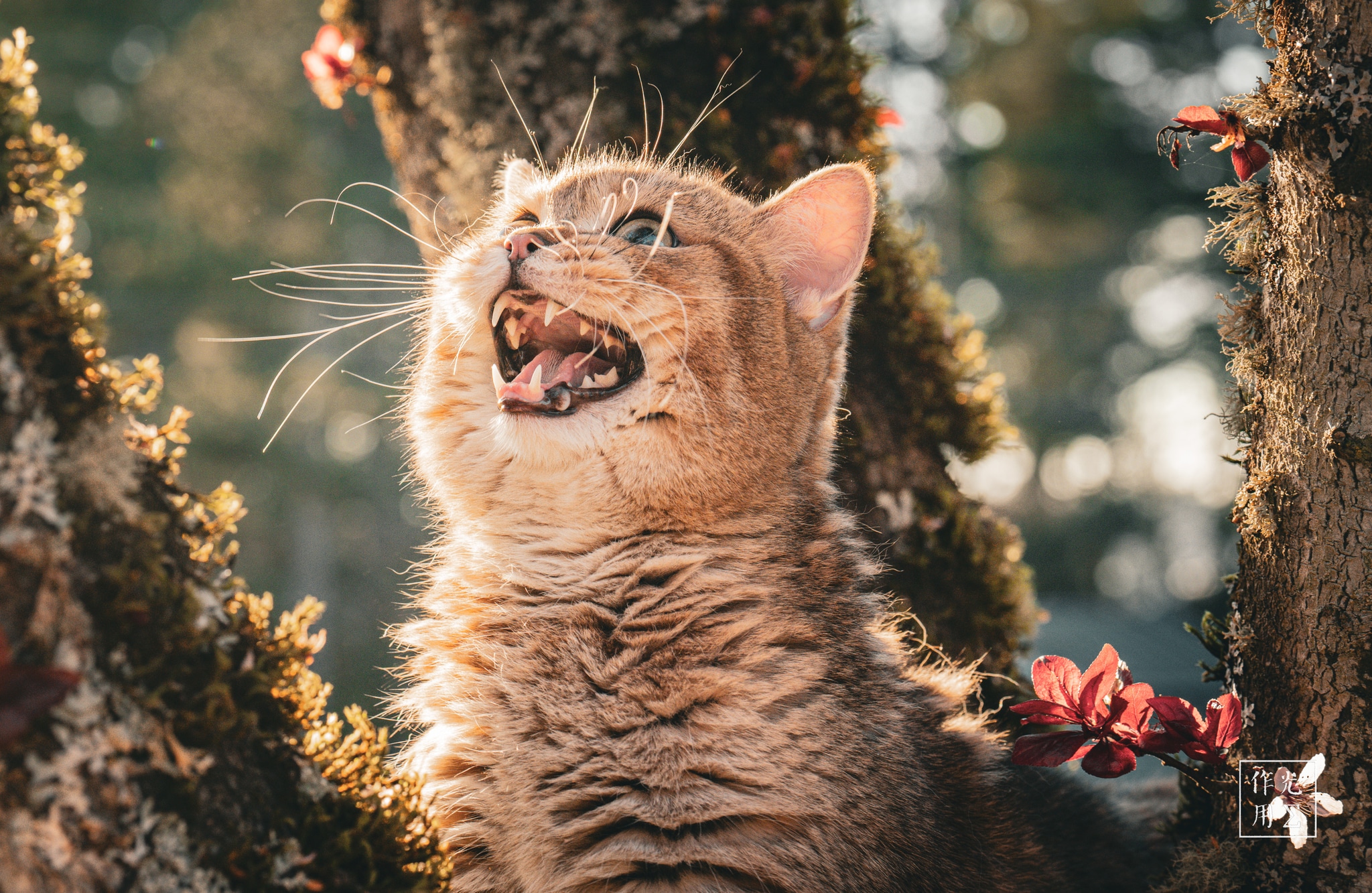 Golden sunlight filters through towering pines, illuminating a fluffy tabby kitten perched amid mossy branches. Its tiny mouth stretches wide in a triumphant yawn, whiskers splayed like delicate filigree. Soft rays dance on its striped coat, casting warm halos around floating dust motes. Scattered wildflowers cling to the bark, their crimson and ivory petals echoing the kitten’s spirited energy. A hush of dappled light and forest scents envelops the scene, lending a magical stillness to this playful woodland moment