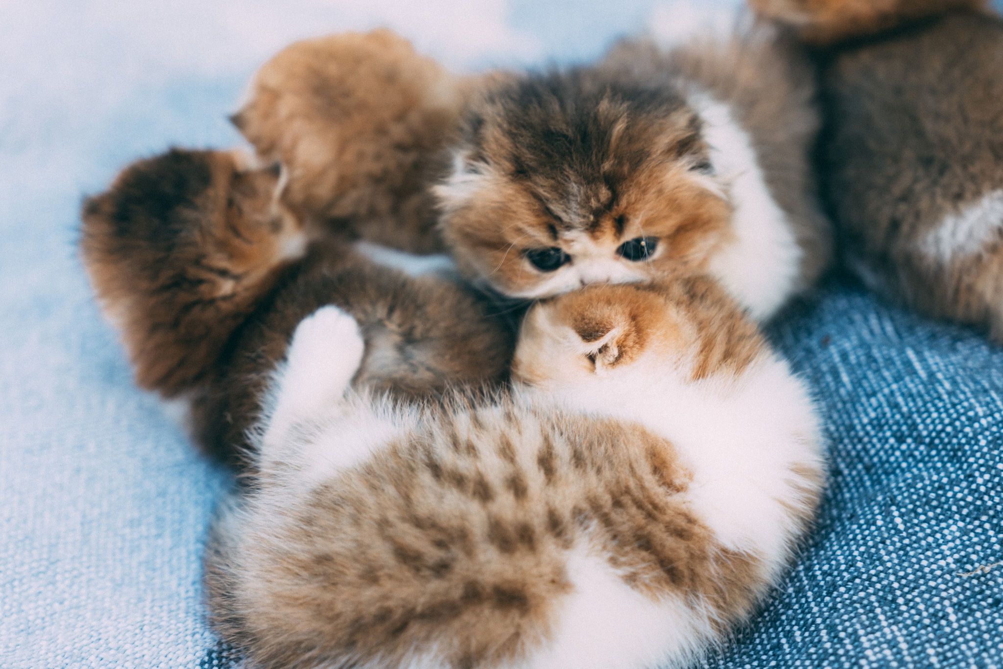 Nestled amid a sea of soft, denim-blue threads, four newborn kittens meld into a single, breathing flourish of fur. Swirls of cream, ginger and ash weave together as tiny paws twitch and whiskers flutter in dreams. Their rounded bellies press gently against one another, creating a warm, living mosaic. Sunlight filters in, spotlighting the delicate tufts and casting faint shadows that dance across their downy coats. A hush of serenity settles over the scene, broken only by the faintest rumble of contented purrs