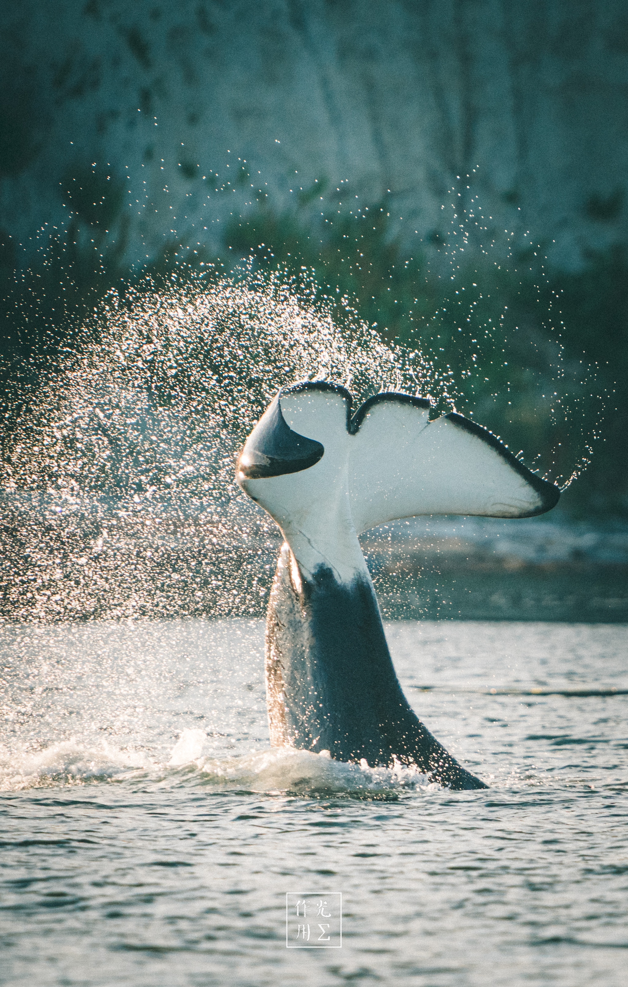 Arcing from the glassy sea, a colossal fluke bursts skyward, its alabaster center edged in inky charcoal. Each powerful lift hurls a shimmering arc of droplets, transforming into liquid diamonds in the soft, teal-tinged light. Ripples fan outward beneath the tail’s graceful curve, while mist drifts against a muted, forest-green shoreline. The scene pulses with raw energy and serene beauty, capturing a fleeting dance between leviathan and ocean