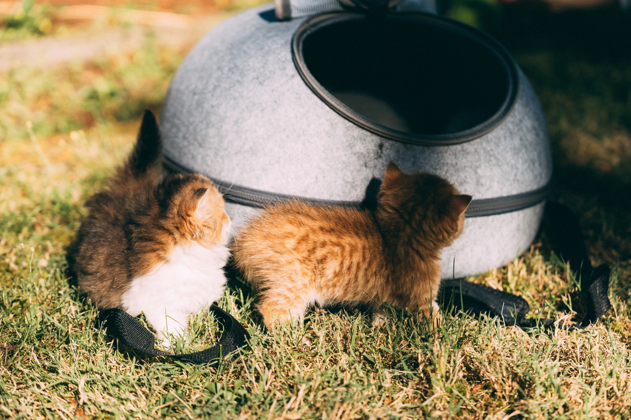 Sunlight dapples the lawn as two fluffy ginger-and-white kits skid across blades of grass toward a sleek, igloo-shaped cat pod. Their tiny paws crunch the dew-kissed turf, whiskers quivering in anticipation of the dark, round entrance. The smooth, pale shell of the hideaway contrasts sharply with the kittens’ downy fur, while soft shadows pool beneath its rim. An air of playful curiosity hangs in the warm afternoon light