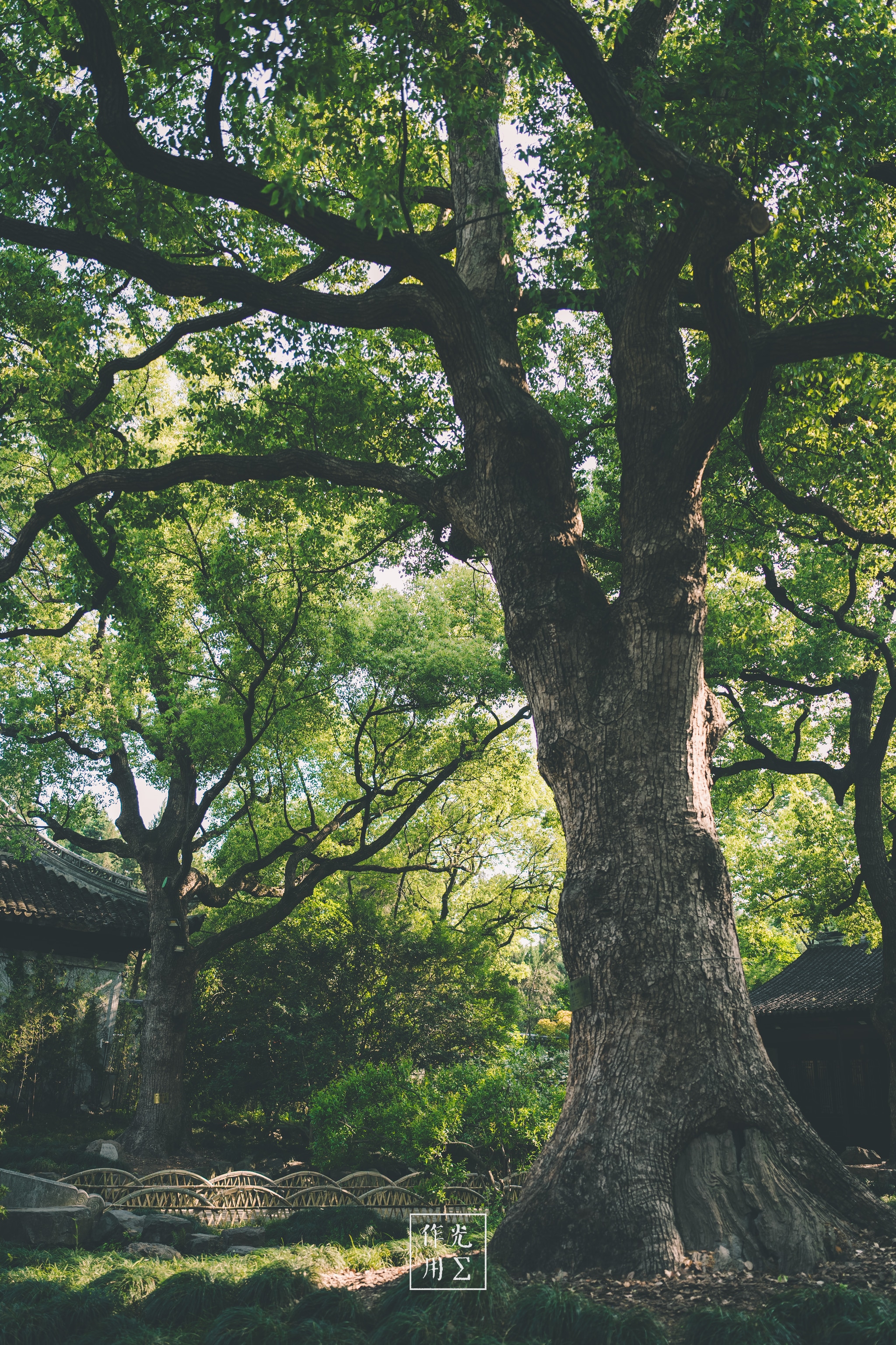 large tree trunk, spreading canopy, dappled sunlight, mossy ground, understory shrubs