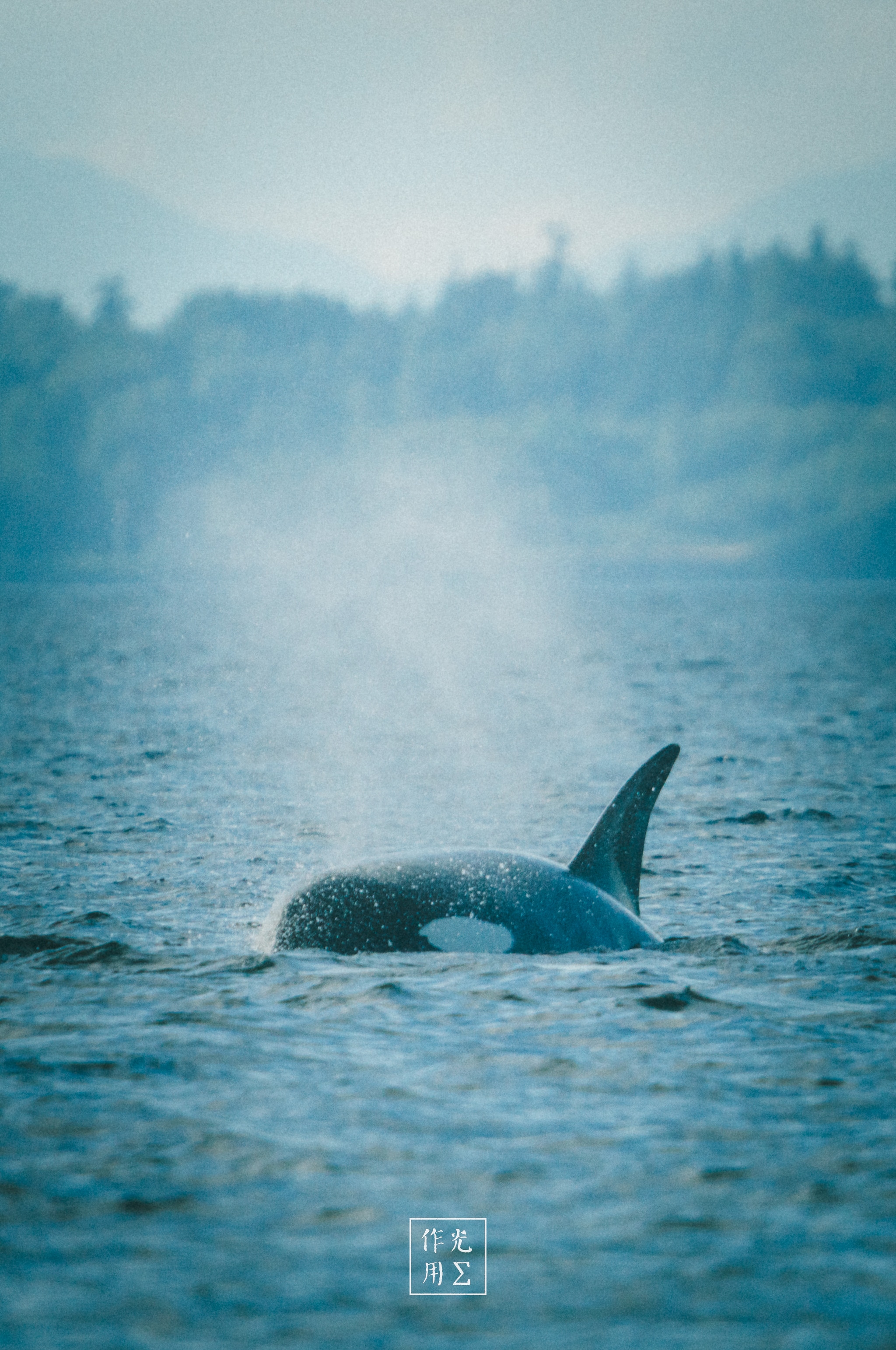 Skimming the glassy teal surface, a sleek dorsal fin cleaves the water as a misty plume of vapor arcs skyward. Soft morning haze drapes the distant evergreens and blue-gray peaks, lending the scene a hushed, almost otherworldly calm. Stark black-and-white patterns on the orca’s back shimmer against rippling reflections, underscoring its solitary grace amid the silent expanse