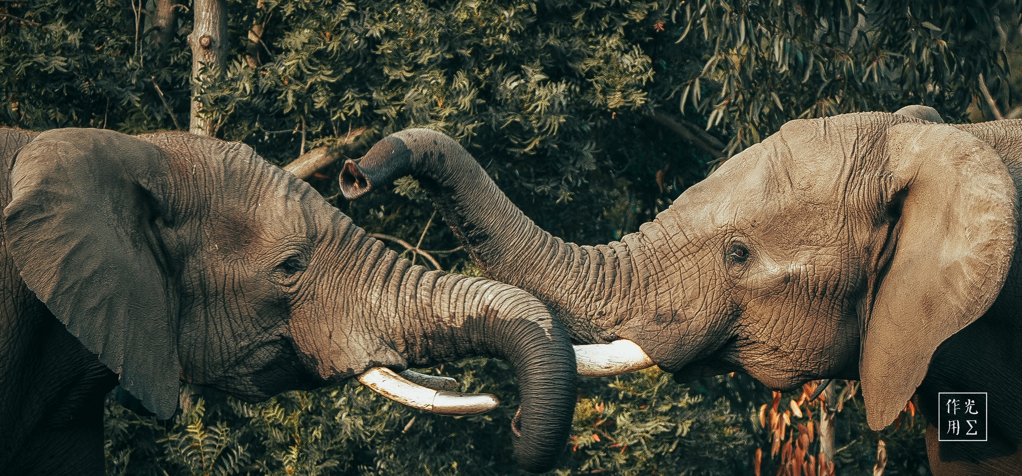 Locking tusks in a primal duel, their weathered hides gleam bronze and slate beneath mottled light. Each ripple of muscle, from the flared ears to the sinewy neck, throbs with tension as dust swirls around their sturdy legs. Deep-set eyes glint determination, while cracked, mud-caked skin maps decades of survival. Behind them, a curtain of dark foliage heightens the ritual’s raw intensity, transforming a fleeting struggle into a timeless testament to strength and bond