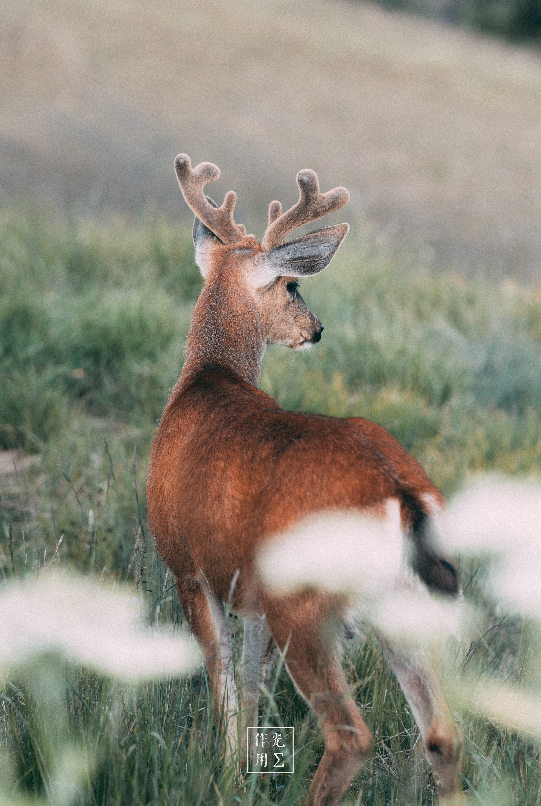 Grazing softly through a mist-damp meadow, the young buck tilts its head, velvet-coated antlers curving skyward like delicate sculptures Dew-laden grasses sway around its russet flanks, each hair catching the dawn light In the foreground, blurred wildflowers frame the scene, lending a dreamlike hush to the morning hush The buck’s poised stance—ear cocked, muscles tensed for the next step—imbues the moment with quiet anticipation, as if nature itself holds its breath