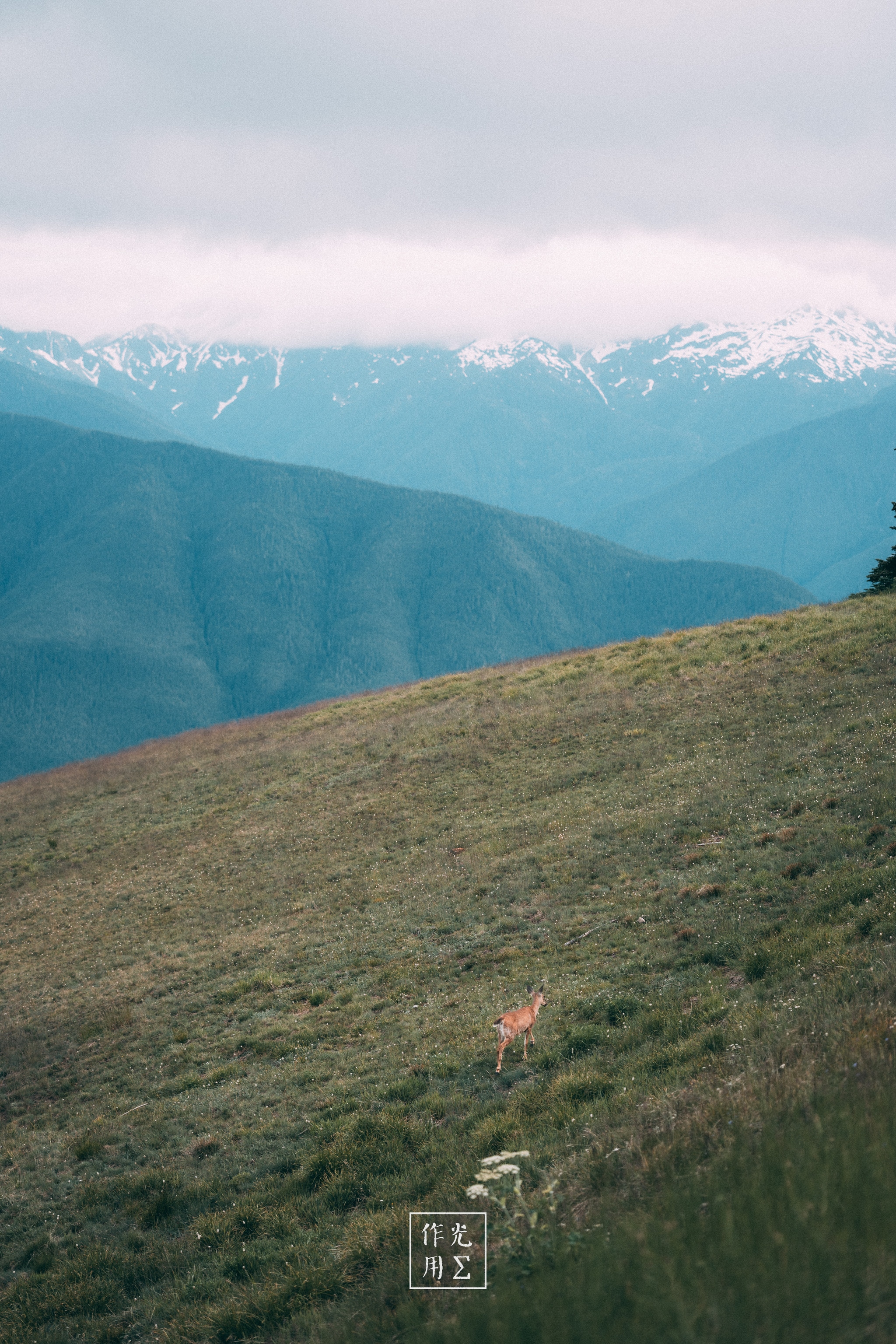 Veiled sunlight spills across the rolling green hillside, illuminating a solitary deer whose tawny form anchors the sweeping vista Low-hugging clouds cling to distant, snow-dusted peaks, blurring the boundary between mountain and mist A gentle hush pervades the scene, lending the vast valley a serene, almost otherworldly stillness