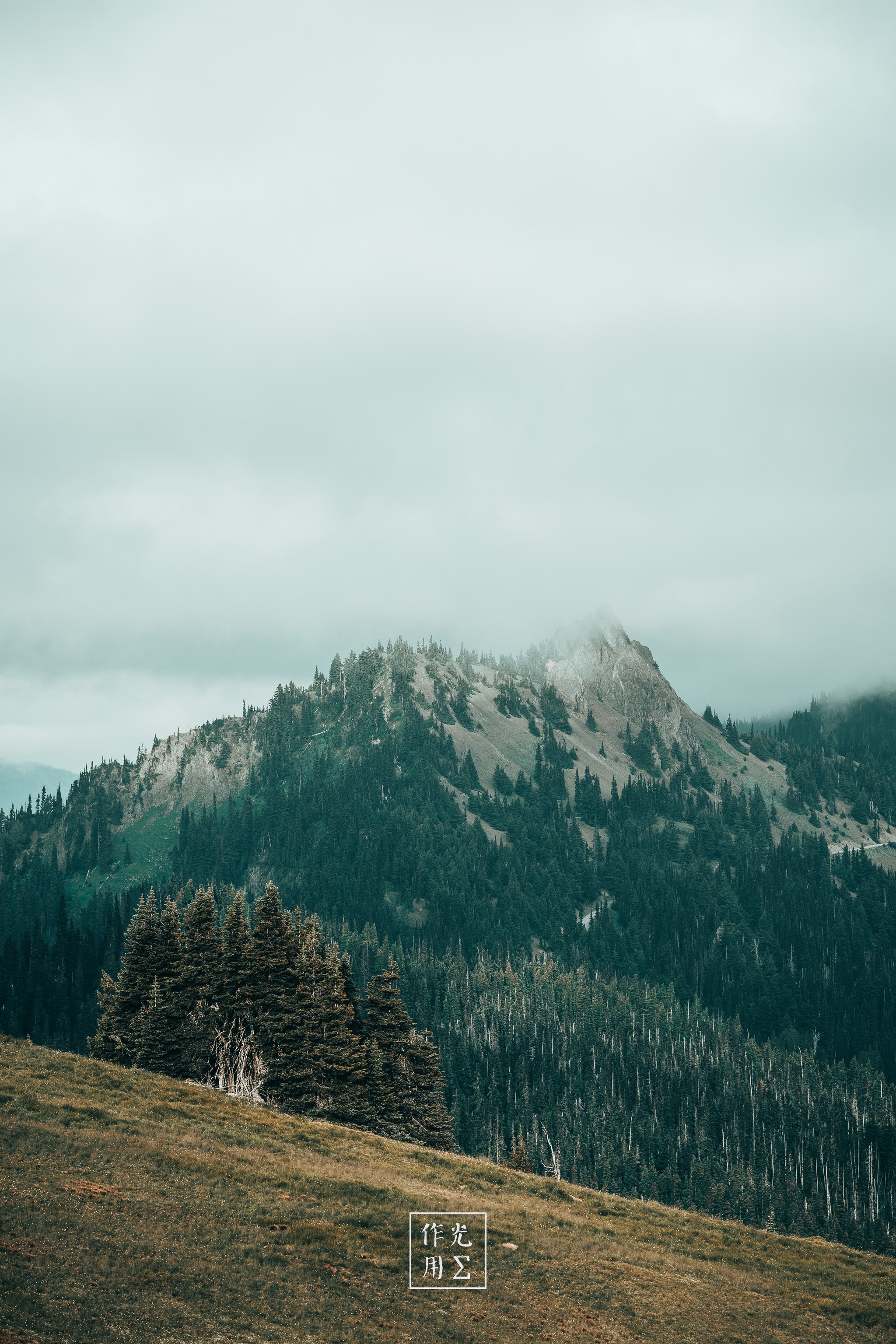 Hovering clouds press low against jagged fir-clad spires, their crests half-veiled in mist. Below, a gentling slope of golden grass sweeps forward, its tufts outlined in dewy shadow. Pale, diffused light softens every contour, lending the scene a hushed, otherworldly tension