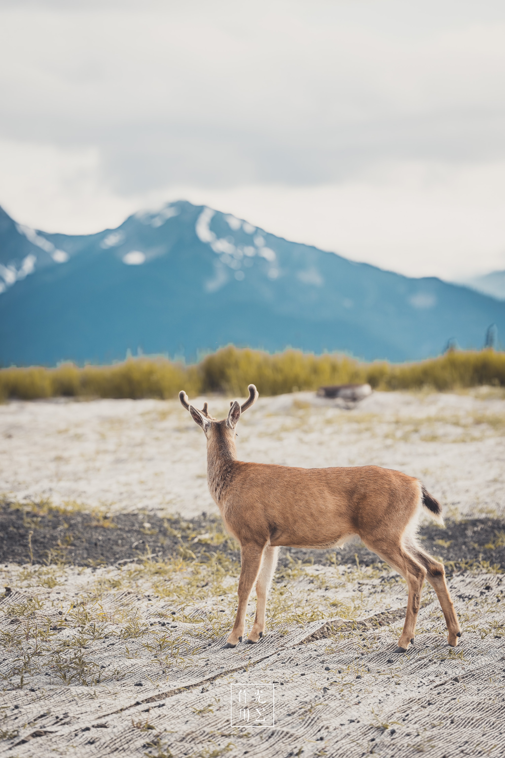 Nimble deer pauses on pale, gravel-strewn sand, its tawny coat glowing against a sweep of golden willows. Beyond, rugged blue-gray peaks dusted with snow rise into a low, brooding sky. The hushed expanse feels both vast and intimate, every cautious hoofbeat echoing in the chilly mountain air