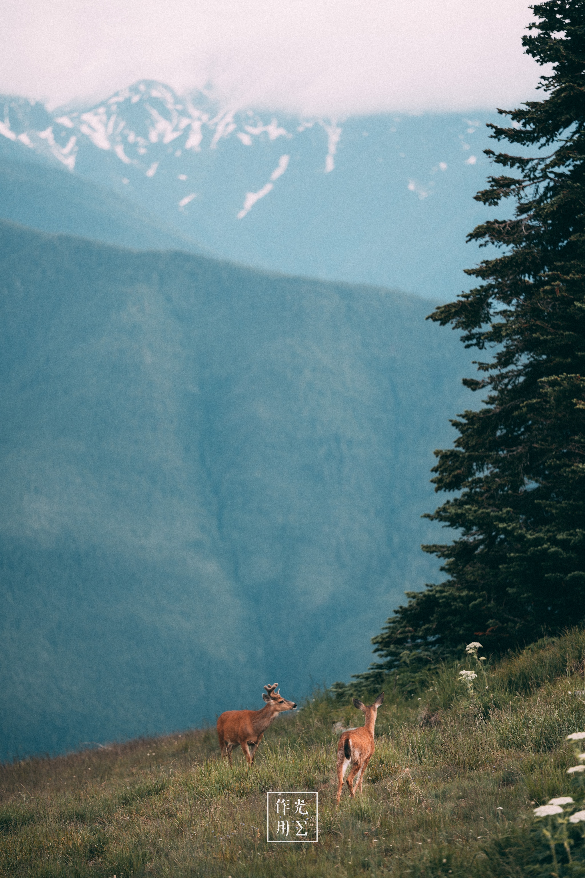 Grazing among dew-speckled wildflowers, two slender deer lift their heads against a backdrop of mist-wreathed peaks. Soft morning light filters through low clouds, bleaching the distant ridges into a dreamy gradient of slate and silver. Towering evergreens frame the scene, their dark silhouettes sharpening the delicate balance between meadow and mountain. A hushed stillness pervades, as if the valley itself holds its breath in quiet reverence