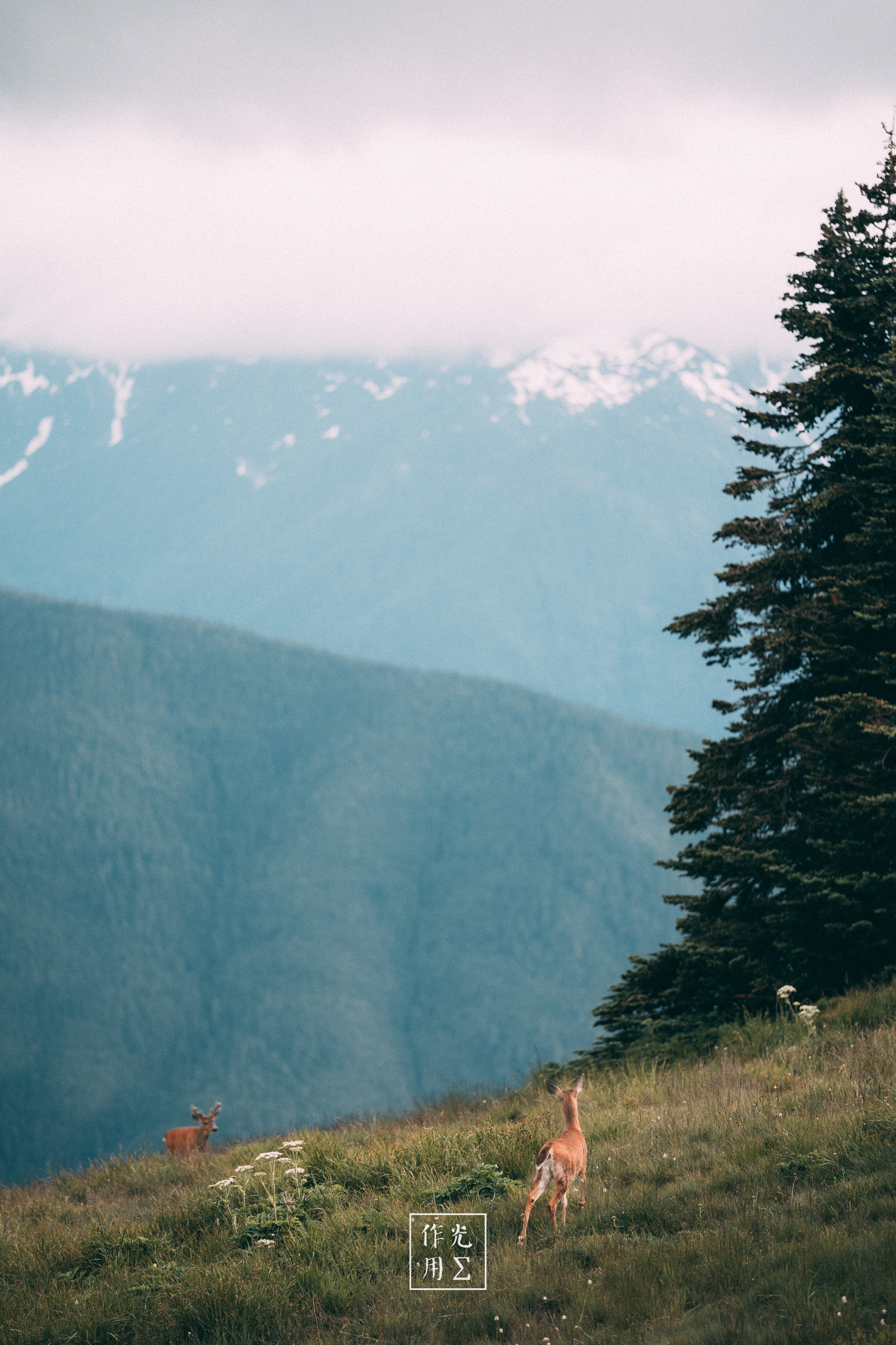 Mist-laden peaks hover just beneath a veil of clouds, their crested ridges fading into soft blues and grays. On a gently sloping meadow dotted with cream-colored wildflowers, two tawny deer stand alert, their sleek bodies outlined against the vast alpine backdrop. A cluster of dark evergreens on the right frames the scene, adding depth and contrast to the open expanse. The air feels crisp and suspended, as if time itself has paused to watch these quiet inhabitants beneath the towering, mist-wrapped summits