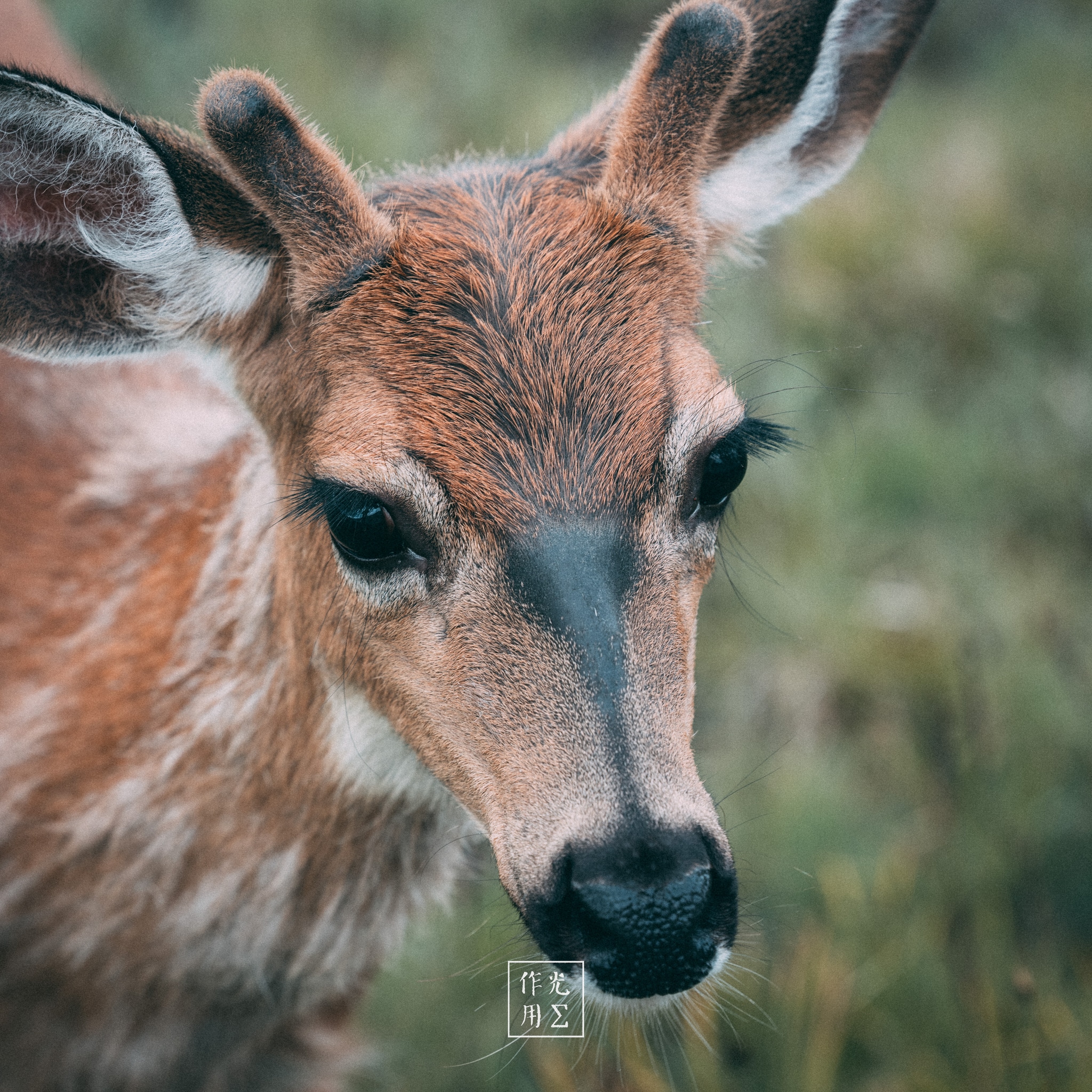 Velvety antlers rise like tender saplings above a tawny muzzle, each tiny hair catching the soft, golden light. Wide, obsidian eyes glisten with curious intelligence, framed by dark markings that echo the dappled pattern on its coat. A shallow focus renders the lush grass behind into a dreamy wash of green and amber, while the gentle tilt of its head summons an intimate, almost whisper-like connection with the viewer. moisture beads on its whiskers and highlights the delicate texture of its fur, amplifying the scene’s quiet, early-morning calm